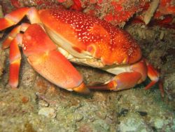 Coral Crab taken on divesite call Barrel "O" Reef in St. ... by Marcus Joseph 